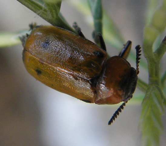 Chrysomelidae?
